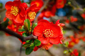 Red Chaenomeles Japonica Flower seeds for Planting - Bright Blooms, Heirloom & GMO Free Seeds for Home Garden