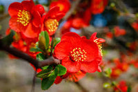 Red Chaenomeles Japonica Flower seeds for Planting - Bright Blooms, Heirloom & GMO Free Seeds for Home Garden