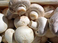 Mushroom Vegetable Seeds for Planting