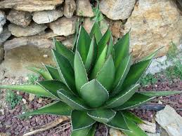 Green Agave Kerchovei Flower seeds for Planting - Colorful Display, Heirloom & GMO Free Seeds for Home Garden