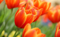 Red Orange Tulip Flower Seeds – Premium Quality Heirloom & NonGMO for Home Garden
 
 Sale