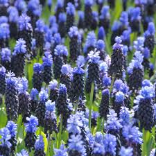 Latifolium Flower seeds for Planting Wildflower Mix Heirloom & GMO Free Seeds for Home Garden