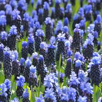 Latifolium Flower seeds for Planting Wildflower Mix Heirloom & GMO Free Seeds for Home Garden