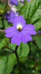 Heirloom Browallia Flower seeds for Planting Fragrant Blossoms Heirloom & GMO Free Seeds for Home Garden