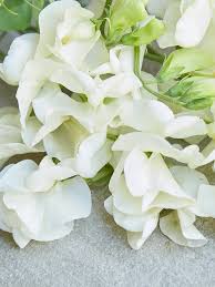 Cream Sweet Pea Flower Seeds for Planting Compact Growth Heirloom & GMO Free Seeds for Home Garden
 
 Sale
