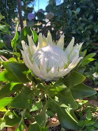 Protea Flower seeds for Planting Low Maintenance Heirloom & GMO Free Seeds for Home Garden