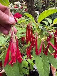 Bolivian Fuchsia Flower seeds for Planting - Hardy Variety, Heirloom & GMO Free Seeds for Home Garden