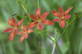 Red Leopard Flower Seeds for Planting - Brighten Your Garden