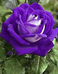 Violet Double Petal English Rose Flower Seeds for Planting Vibrant Colors Heirloom & GMO Free Seeds for Home Garden
 
 Sale