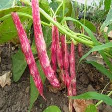 100 Pcs