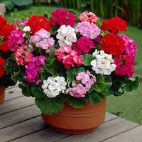 Mixed Geranium Flores Flower Seeds for Planting Pollinator Friendly Heirloom & GMO Free Seeds for Home Garden
 
 Sale