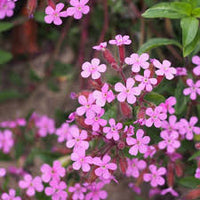 Saponaria Ocymoides Flower seeds for Planting Garden Favorite Heirloom & GMO Free Seeds for Home Garden