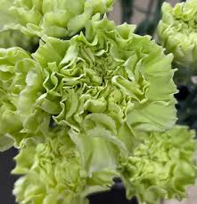 Light Green Carnation Flower seeds for Planting Seasonal Bloomer Heirloom & GMO Free Seeds for Home Garden
