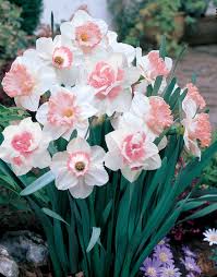 Pink Double Petals Narcissus Daffodil Seeds for Planting Garden Favorite Heirloom & GMO Free Seeds for Home Garden
 
 Sale