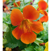 Mimulus Flower seeds for Planting Sun Loving Heirloom & GMO Free Seeds for Home Garden