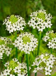 Ornithogalum Saundersiae Flower seeds for Planting Low Maintenance Heirloom & GMO Free Seeds for Home Garden