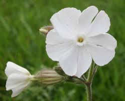 Campion Flower seeds for Planting - Wildflower Mix, Heirloom & GMO Free Seeds for Home Garden
