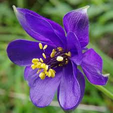 Violet Blue Aquilegia Flower Seeds for Planting Easy to Grow Heirloom & GMO Free Seeds for Home Garden
 
 Sale