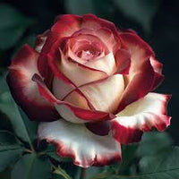 Marron White Rose Flower seeds for Planting - Vibrant Colors, Heirloom & GMO Free Seeds for Home Garden