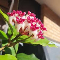 Dark Pink Hoya Flower Seeds for Planting Easy to Grow Heirloom & GMO Free Seeds for Home Garden
 
 Sale