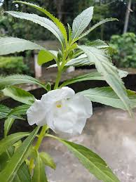 Balsamine Flower seeds for Planting - Drought Tolerant, Heirloom & GMO Free Seeds for Home Garden