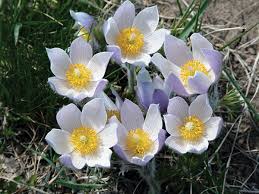 Pasque Flower seeds for Planting Garden Favorite Heirloom & GMO Free Seeds for Home Garden