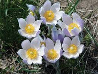 Pasque Flower seeds for Planting Garden Favorite Heirloom & GMO Free Seeds for Home Garden