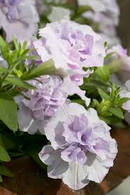 White Violet Petunia Flower Seeds for Planting Heirloom NONGMO Easy to Grow Garden Blooms Premium Quality 
 
 Sale