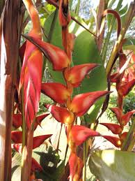 Heliconia Pogonantha Flower seeds for Planting - Bright Blooms, Heirloom & GMO Free Seeds for Home Garden