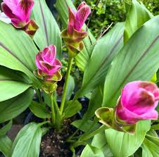 Curcuma Flower seeds for Planting Cottage Garden Essential Heirloom & GMO Free Seeds for Home Garden 
 
 Sale