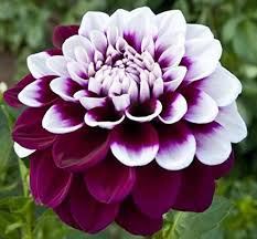 Purple White Dahlia Flower Seeds for Planting Low Maintenance Heirloom & GMO Free Seeds for Home Garden
 
 Sale
