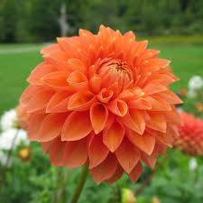 Dark Orange Dahlia Flower Seeds for Planting Wildflower Mix Heirloom & GMO Free Seeds for Home Garden
 
 Sale