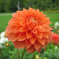 Dark Orange Dahlia Flower Seeds for Planting Wildflower Mix Heirloom & GMO Free Seeds for Home Garden
 
 Sale