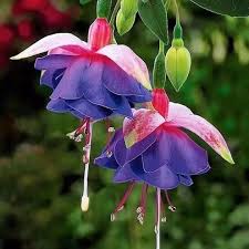 Purple Yellow Fuchsia Flower Seeds for Planting Easy to Grow Heirloom & GMO Free Seeds for Home Garden
 
 Sale