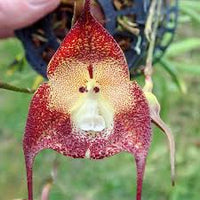 Dark Red Monkey Face Orchid Flower seeds for Planting - Hardy Variety, Heirloom & GMO Free Seeds for Home Garden