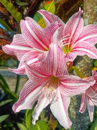 Pink Amaryllis Barbados Seeds for Planting Fragrant Blossoms Heirloom & GMO Free Seeds for Home Garden
 
 Sale