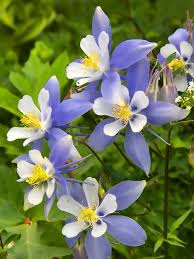 Colorado Blue Flower Seeds for Planting  Brighten Your Garden with Stunning Blooms