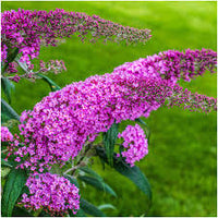 Pink Buddleia Flower Seeds for Planting Shade Tolerant Heirloom & GMO Free Seeds for Home Garden  Sale