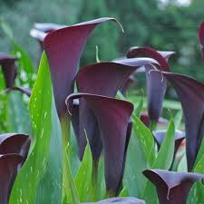 Dark Gray Calla Flower Seeds for Planting Long Bloom Season Heirloom & GMO Free Seeds for Home Garden
 
 Sale