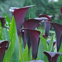 Dark Gray Calla Flower Seeds for Planting Long Bloom Season Heirloom & GMO Free Seeds for Home Garden
 
 Sale