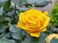 Yellow Rose Seeds for Planting - Beautiful Garden Blooms