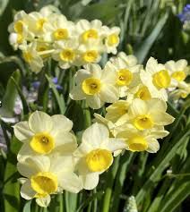 Blue Yellow Daffodils Flower seeds for Planting - Premium Quality, Heirloom & GMO Free Seeds for Home Garden