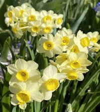 Blue Yellow Daffodils Flower seeds for Planting - Premium Quality, Heirloom & GMO Free Seeds for Home Garden