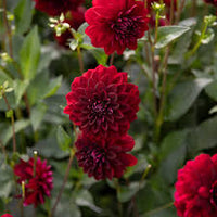 Arabian Night Dahlia Flower seeds for Planting - Wildflower Mix, Heirloom & GMO Free Seeds for Home Garden
 
 Sale