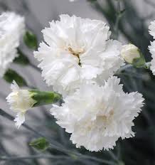 White Carnation Flower Seeds for Planting Drought Tolerant Heirloom & GMO Free Seeds for Home Garden
 
 Sale
