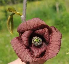 Green Asminia Triloba Flower seeds for Planting - Seasonal Bloomer, Heirloom & GMO Free Seeds for Home Garden