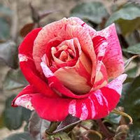 Cream Red Spirit Rose Flower seeds for Planting - Cottage Garden Essential, Heirloom & GMO Free Seeds for Home Garden