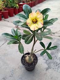 Obesum Flower seeds for Planting Fragrant Blossoms Heirloom & GMO Free Seeds for Home Garden