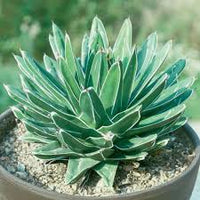 Green Agave Victoria Regina Flower seeds for Planting - Perfect for Borders, Heirloom & GMO Free Seeds for Home Garden
