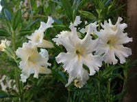 White Mimulus Flower seeds for Planting - Shade Tolerant, Heirloom & GMO Free Seeds for Home Garden